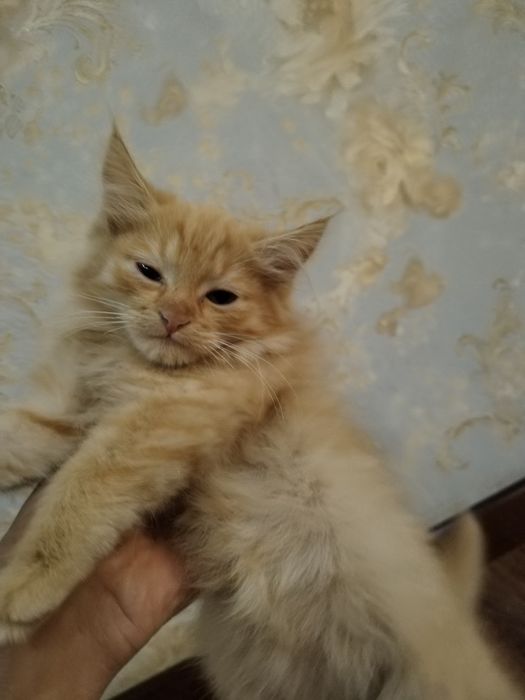 Продаётся котенок Мейн Кун с золотой шиншилой за 100 $,