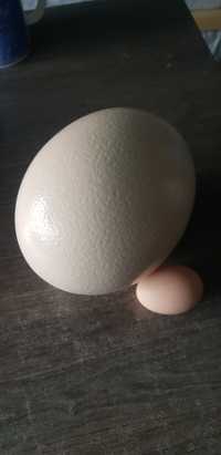 Vând ouă de struti