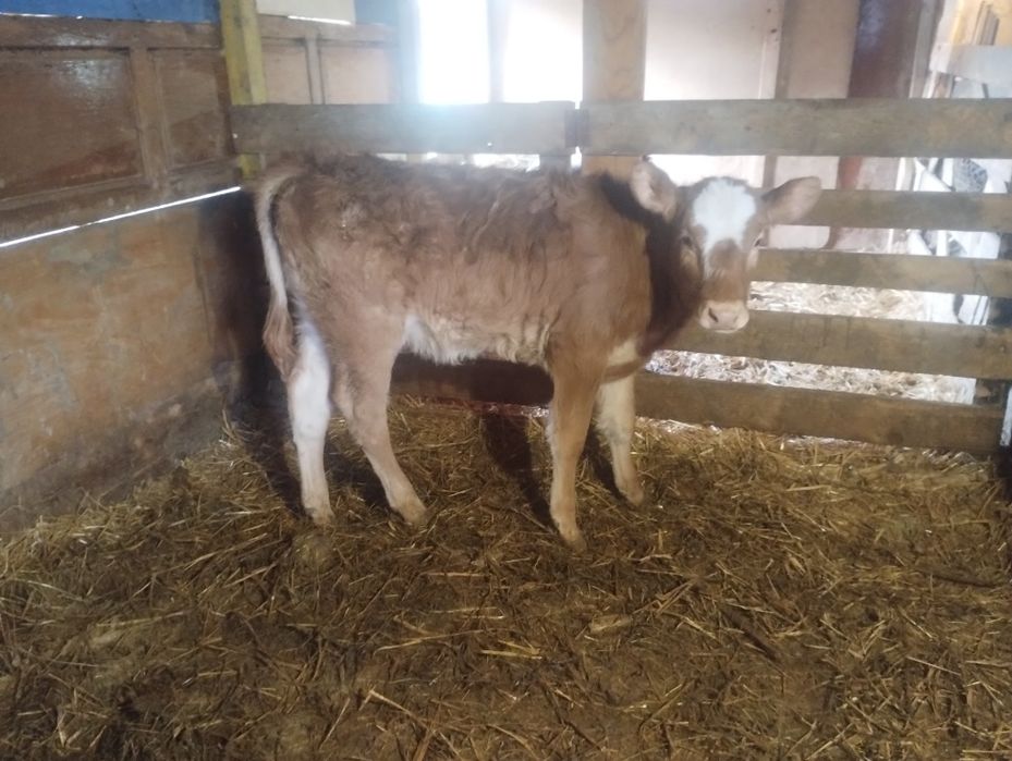 Vând vițea limuzin înțărcată