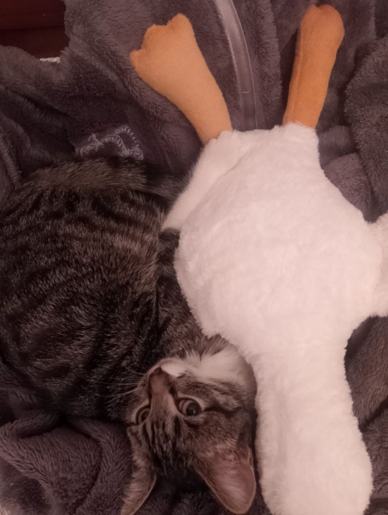 Котёнок, девочка