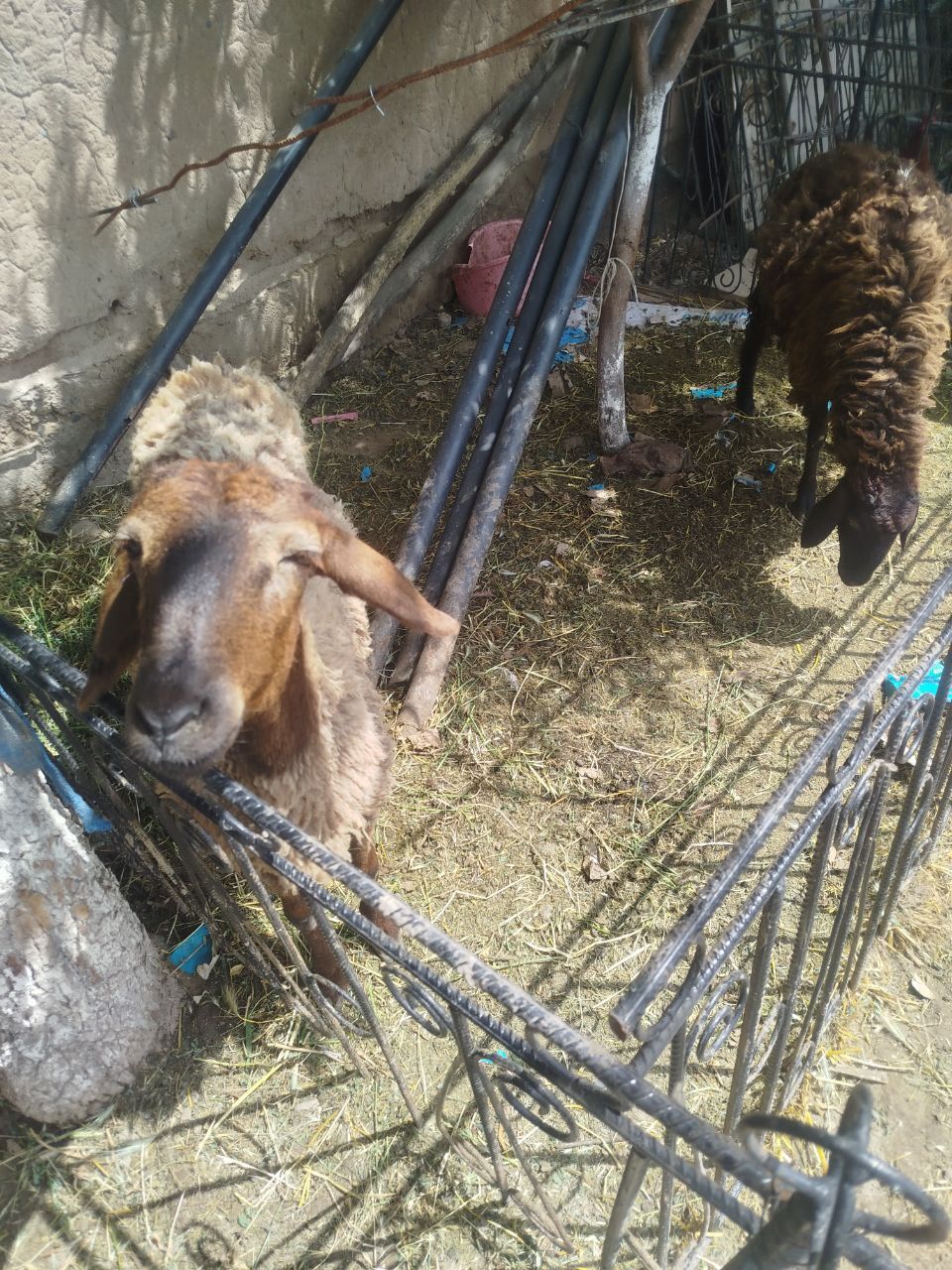 Quylar sotiladi.