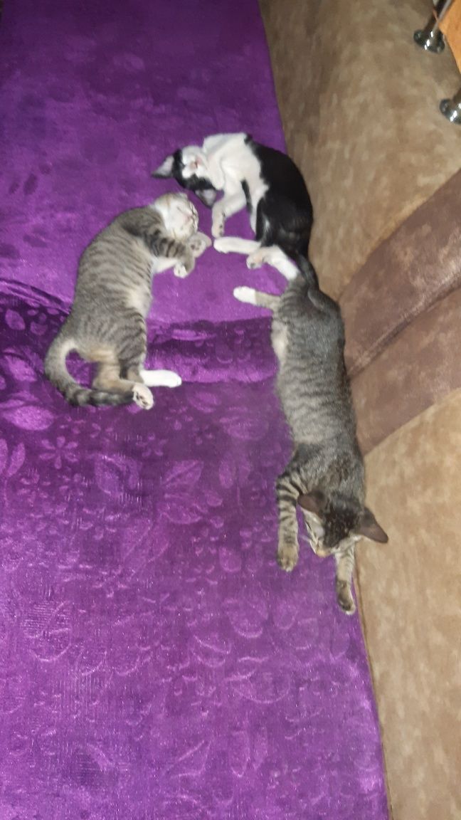 Котята бесплатно,чисто домашние.