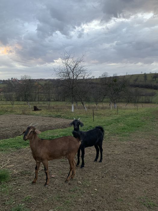 Vând doua iede anglo-nubiene gestante