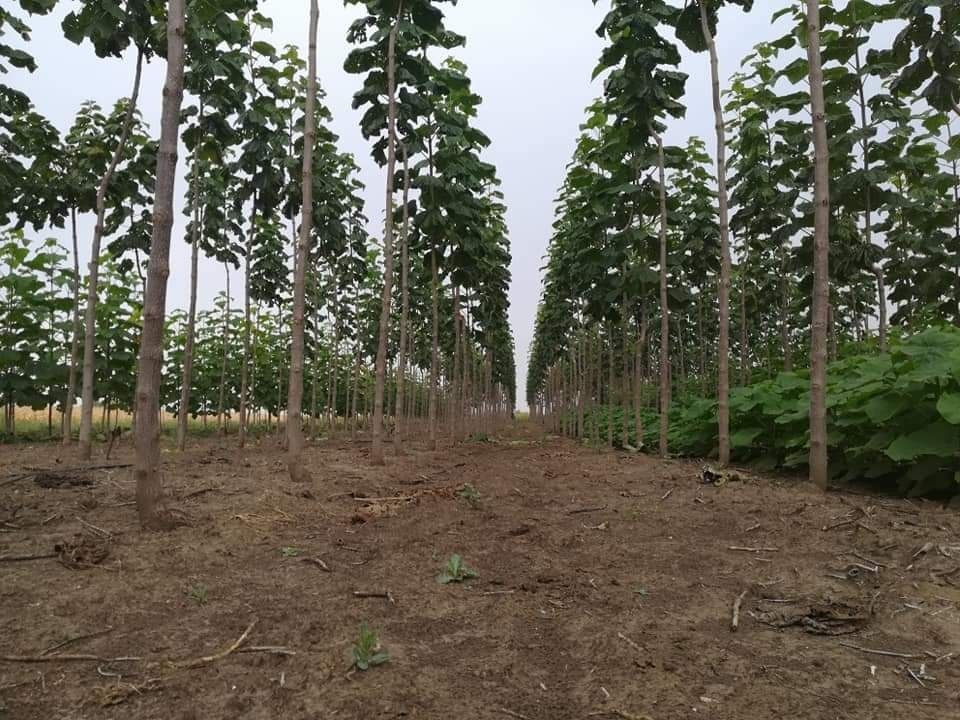 Paulownia Clona Carpatica