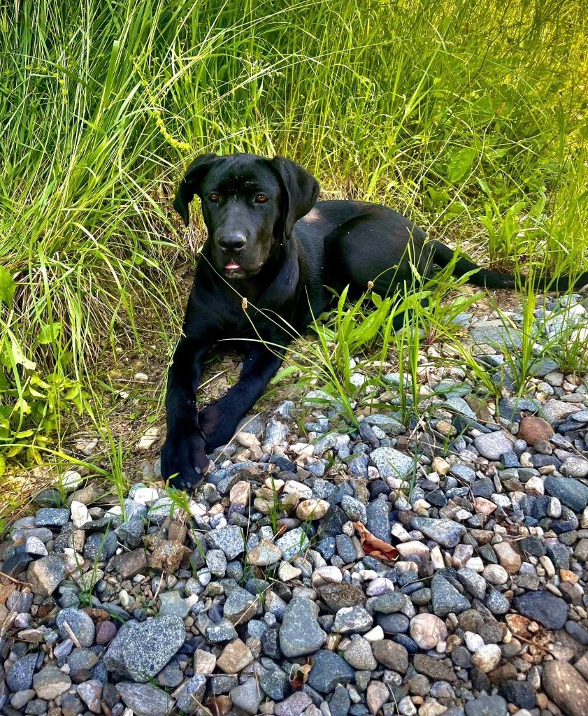 Vând sau Schimb cățelușă CaneCorso