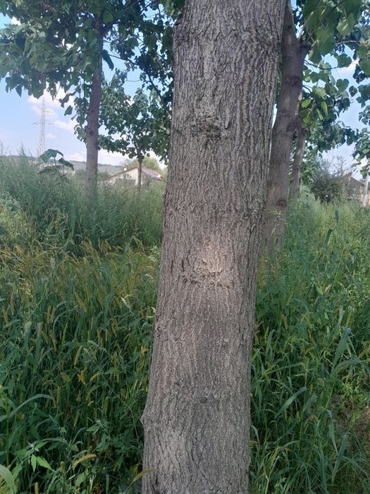 Copaci de Paulownia
