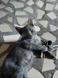 Отдам котенка мальчика в хорошие и заботливые руки