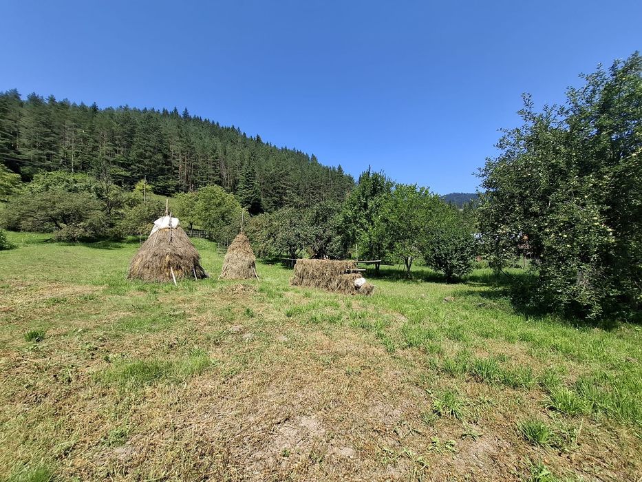 Casa si teren intravilan 5594 mp , utilități, livadă, Grințieș (Neamț)