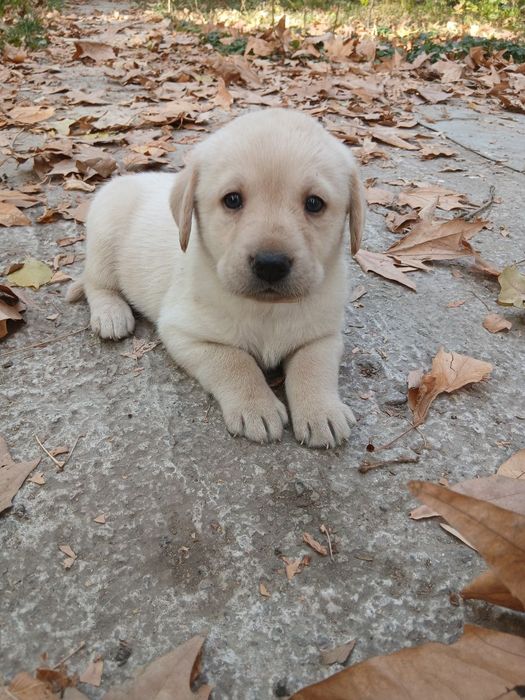 Продаются щенки лабрадора