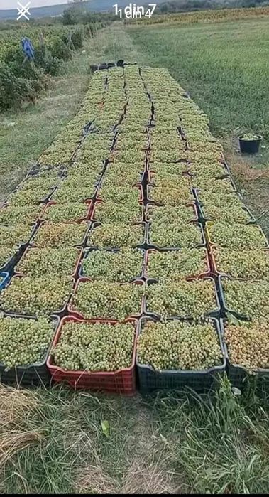 Struguri de vin livram la domiciliu transport gratuit avem toate soiur
