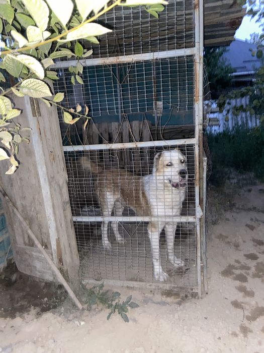 Продам собаку  срочно обрашайтесь по номеру