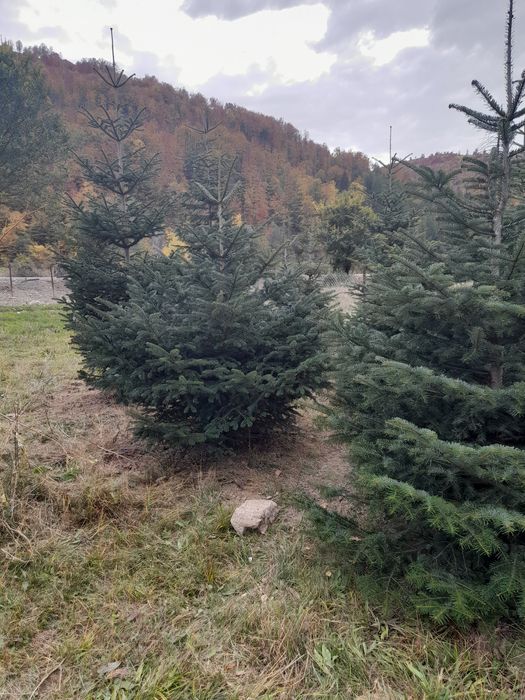 Braz arginti și verzi