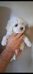 Bichon frise / bolognese ( cret) nu lasa par