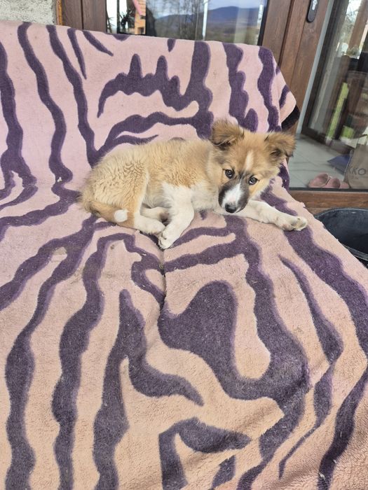 Căței metis ciobanesc