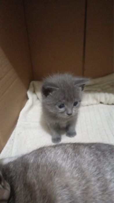 Отдам котят 1 месяц