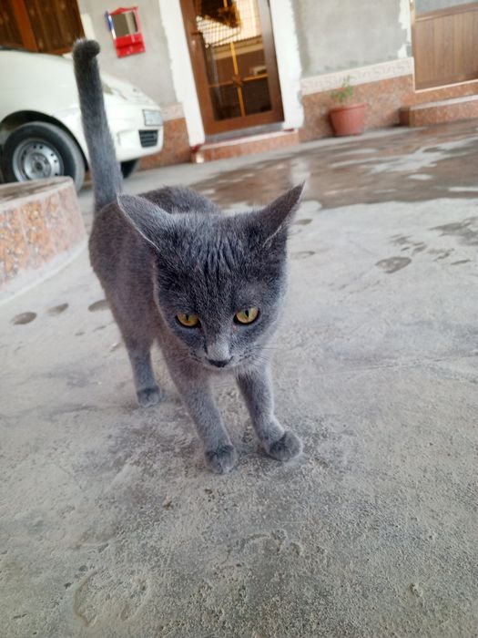 Toza uy mushugi sotiladi