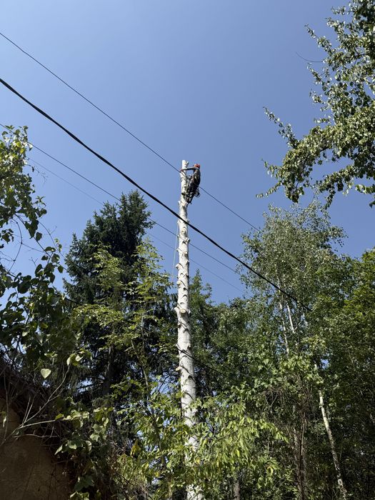 Рязане на опасни дървета в половин България / Арборист / Arborist /