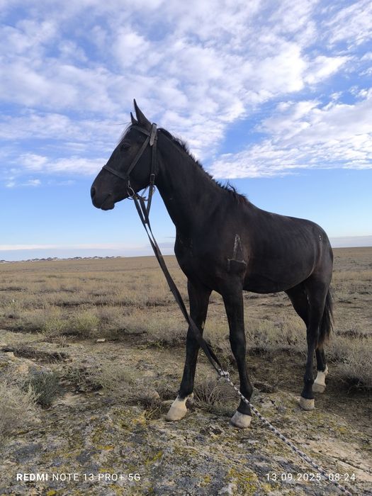 Жуас міңгі Тай. Балдарға жақсы болады қолға үйренген .