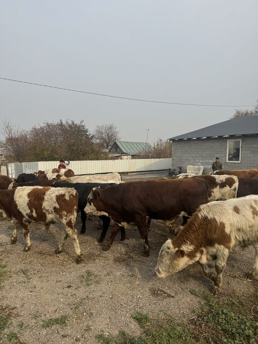 Потсосные бычки.