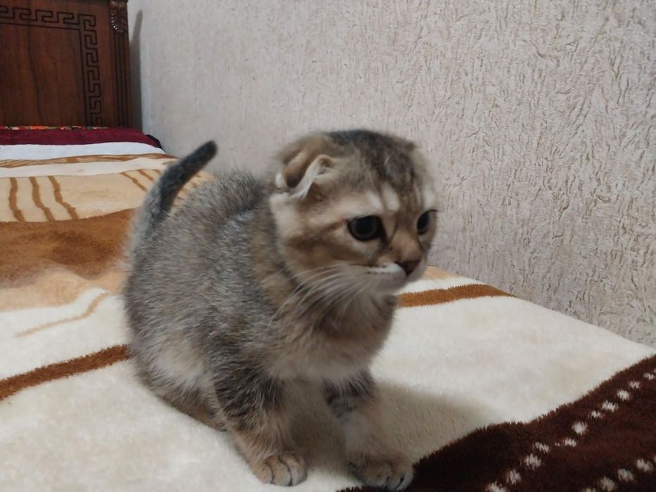 Кошки скотиш фолд + британский