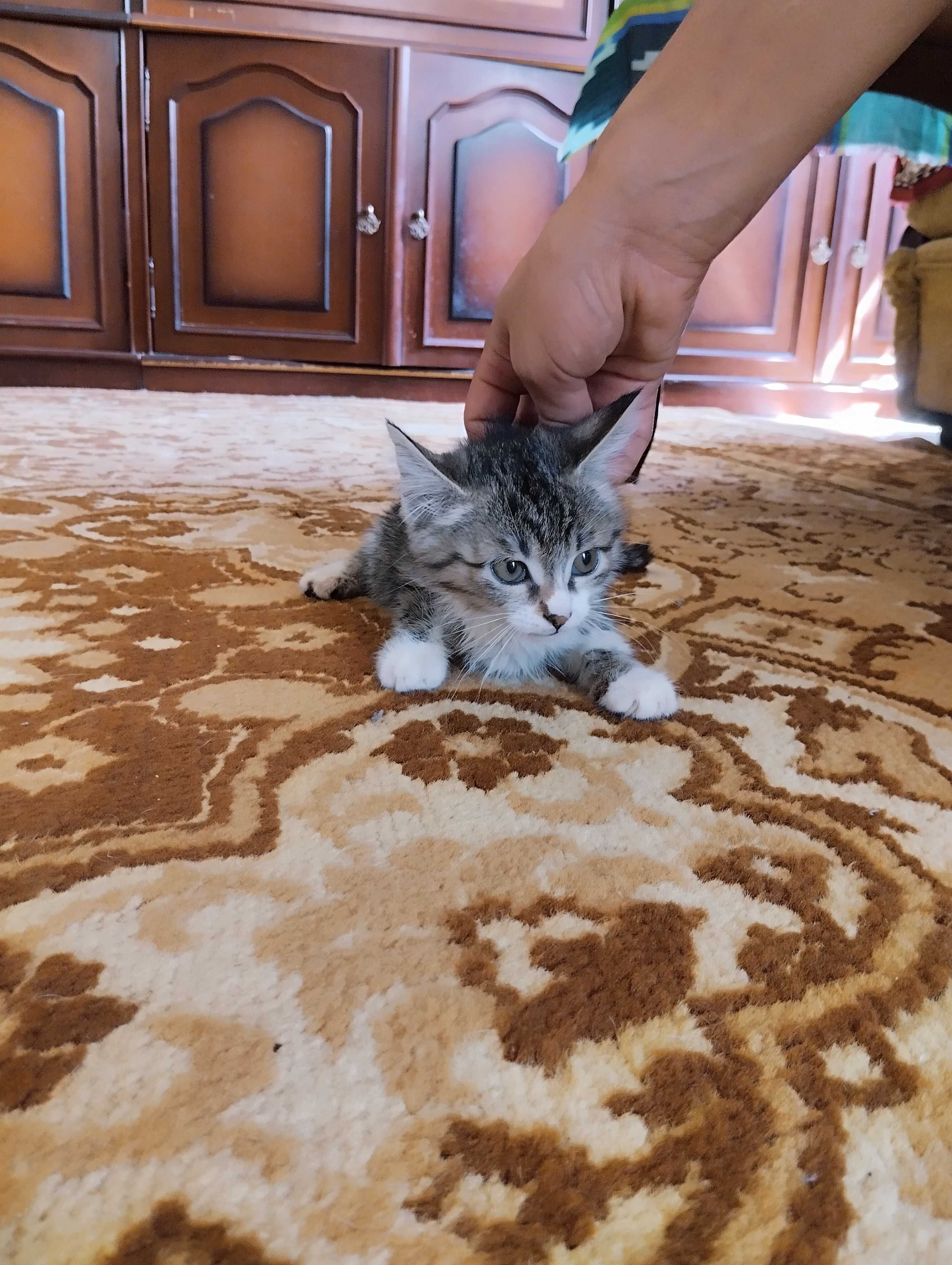 В добрые руки бело-тигрового /черно - белого окраса компанейский котик