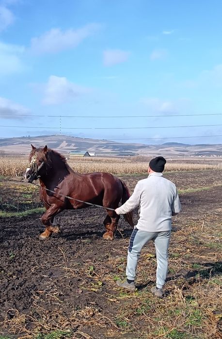 Vând armăsar din rasa sange rece unguresc