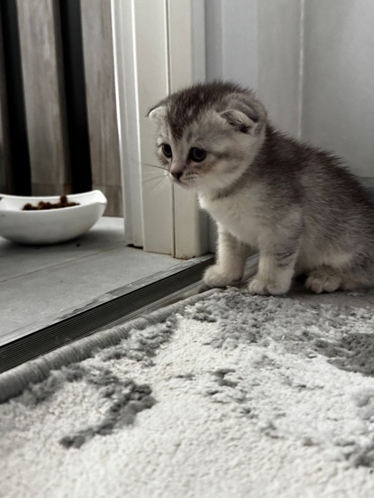 Котёнок скотиш фолд серебристая шиншила