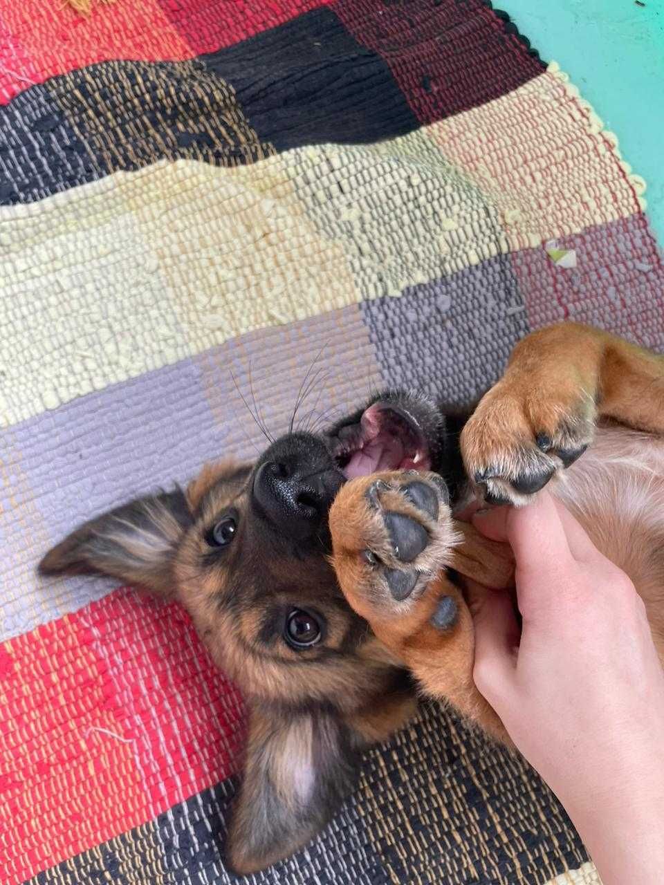 Очаровательный щенок в добрые руки
