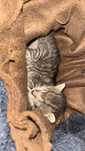 pisica de adoptie cat mai rapid‼️‼️‼️