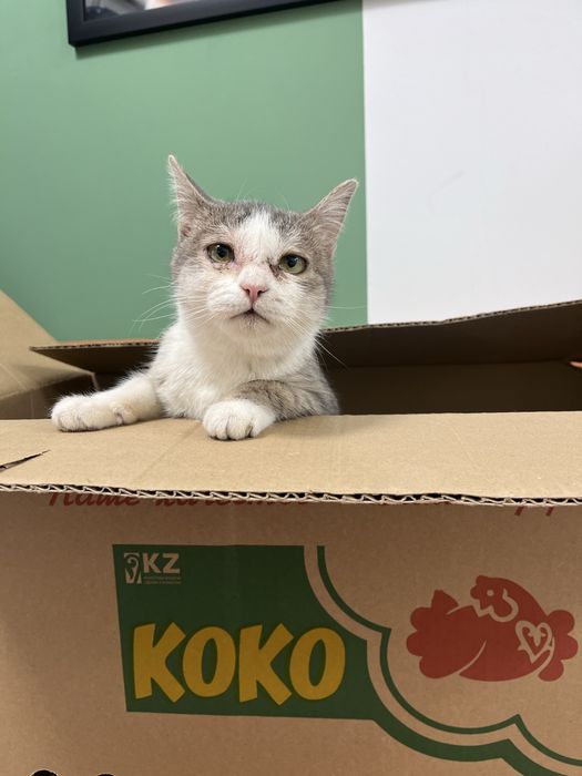 Кошечка 9месяцев