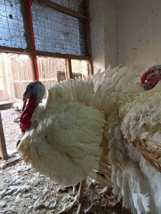 Erkak Induk Big 6 Sotiladi