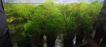 Plante de acvariu