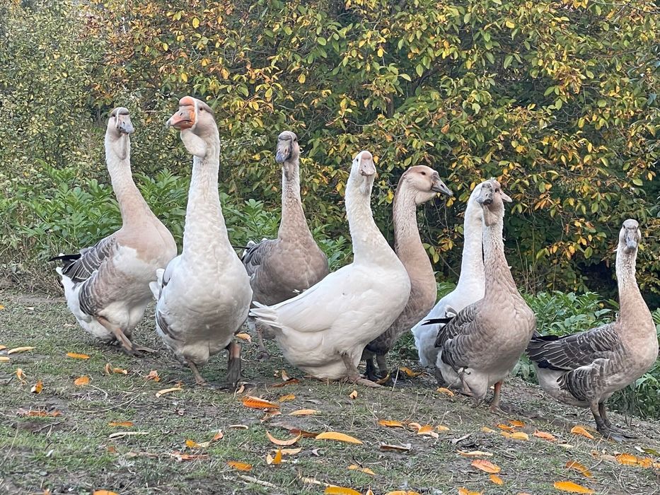 Vand gaste talie mare