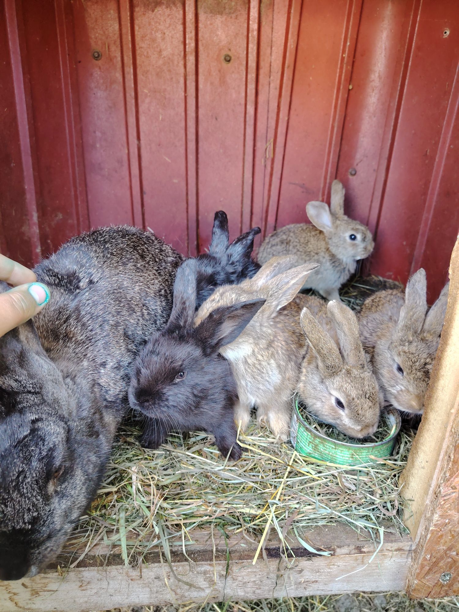 Vand  iepuroaica cu 6 pui de o luna  mai multe detali in privat