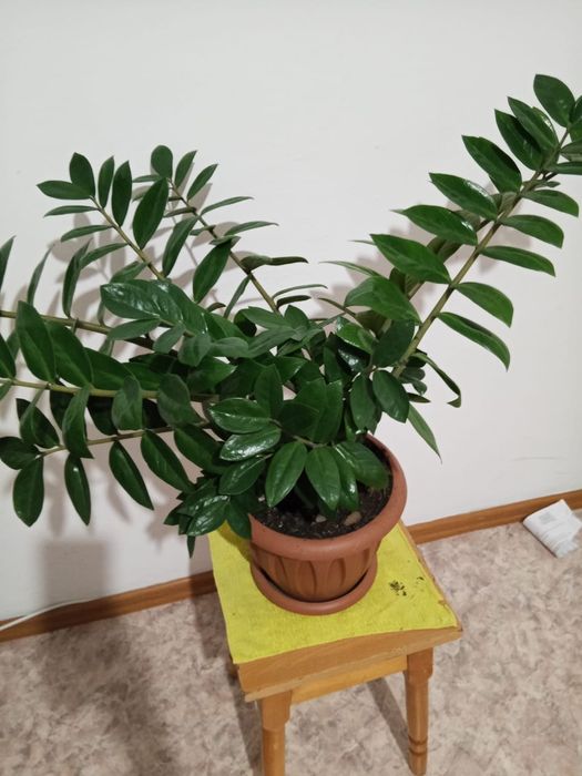 Продам домашний цветок