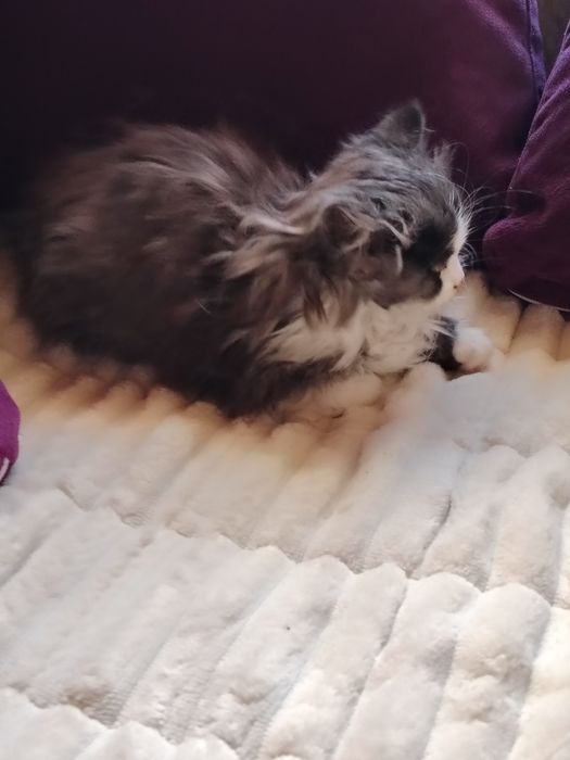 Очарователно персийско котенце