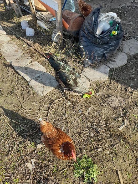 Продавам петлета на 8 месеца