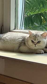 Серебряные Шиншиллы кошки , возраст 1,5 года