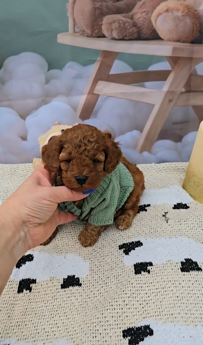 Пудел той с родословие - 5 поколения назад