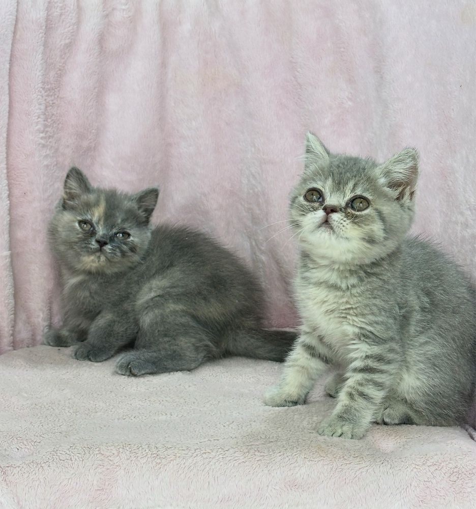 Котята скоттиш страйты