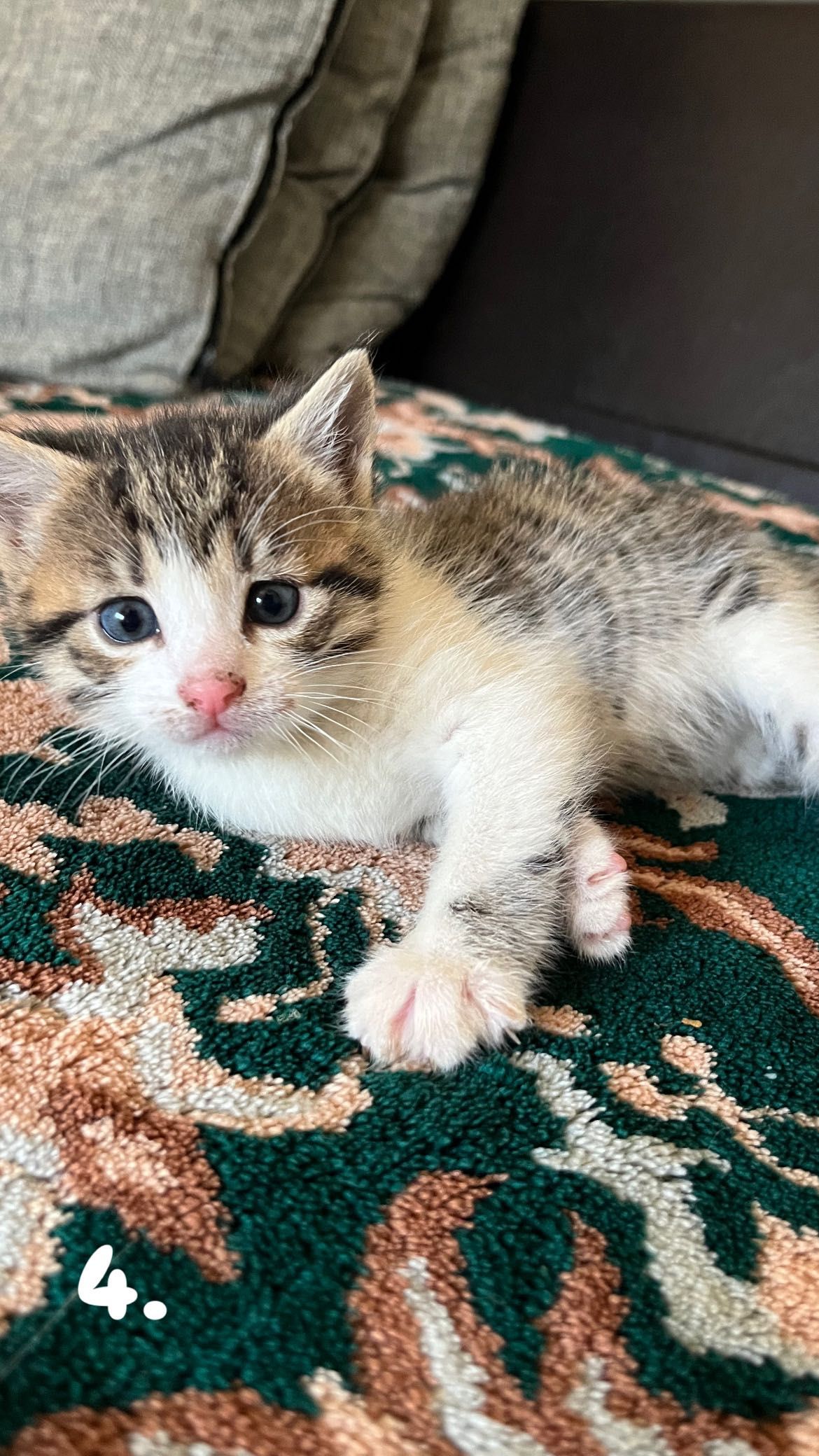Pisicuțe spre adoptie