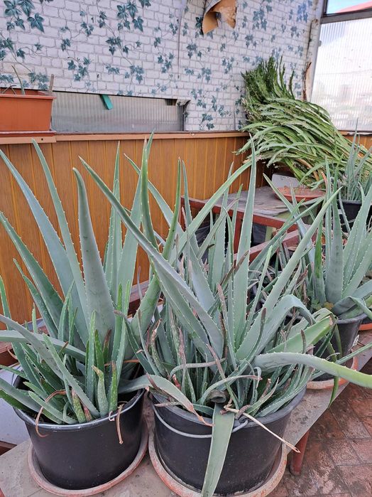 vand engros plante Aoe vera barbadensis miller, desfiintare sera