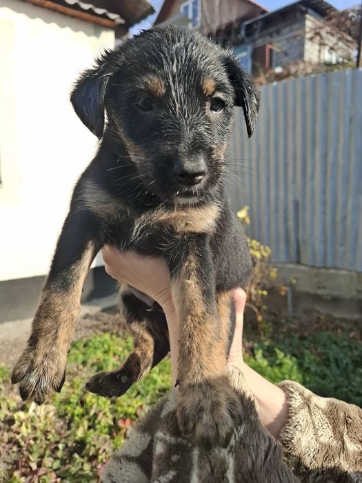 Щеночек звоночек в поиске дома