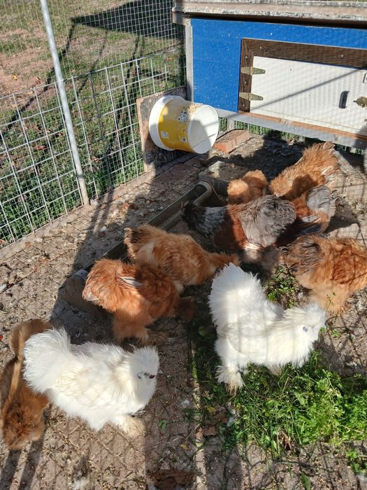 Копринки петлета