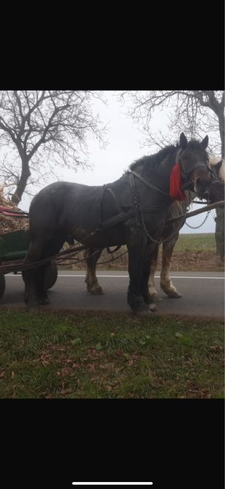 Vând Armăsari grei