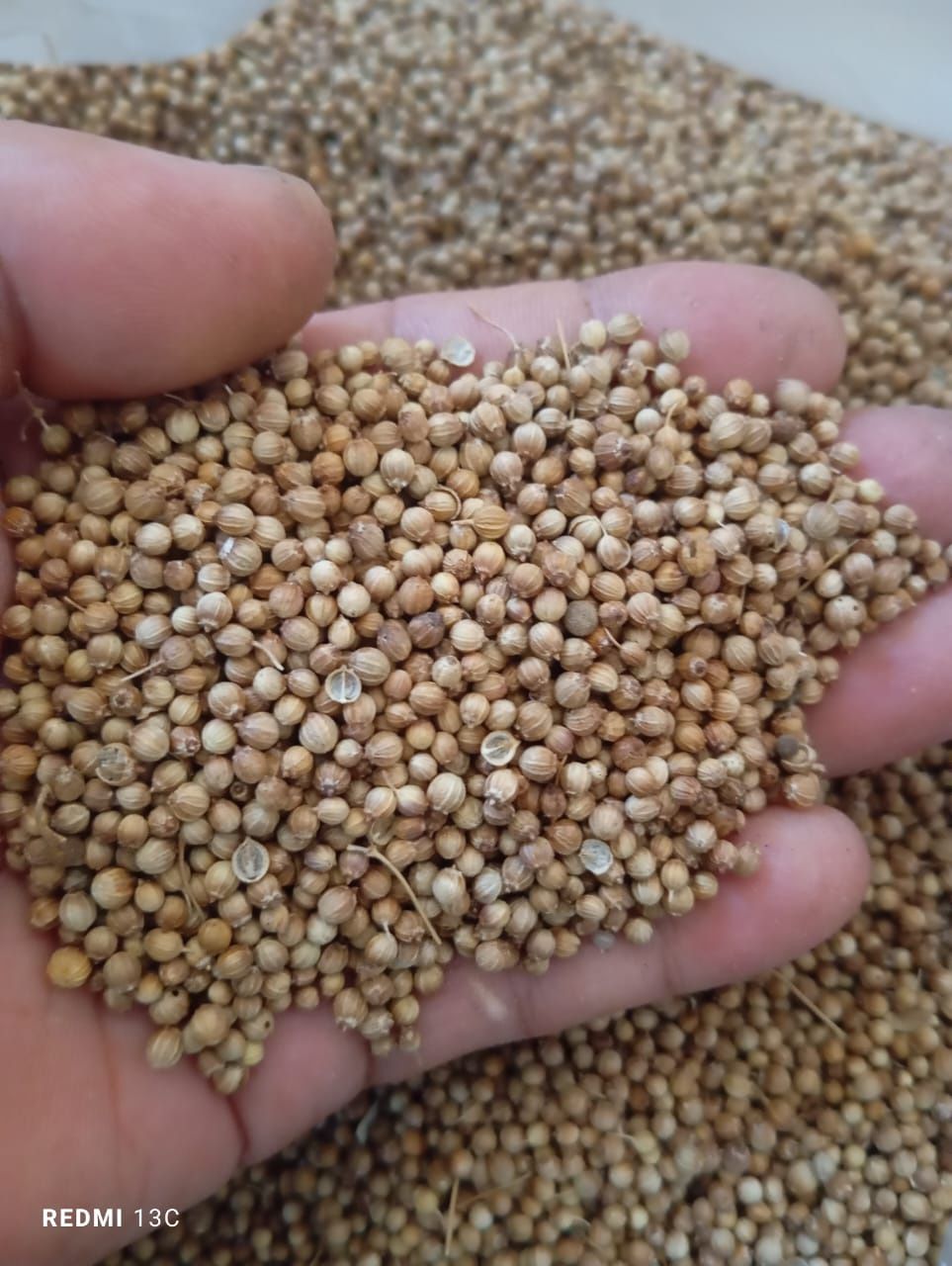 Продаю семена кинзы 2500тг