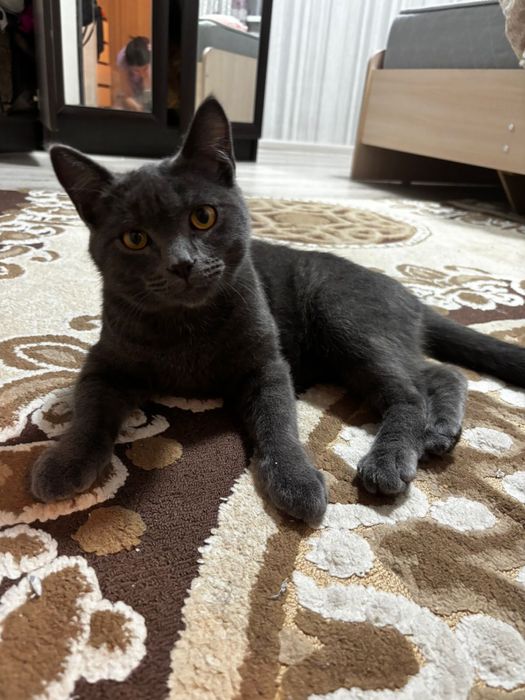 Отдам котика в хорошие руки