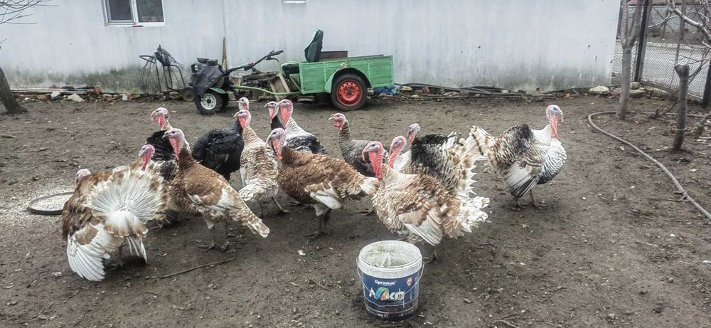 Продавам  Пуйки, Пуйки