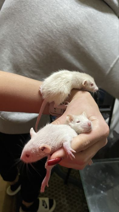 Продам ручных декоративных крысят
