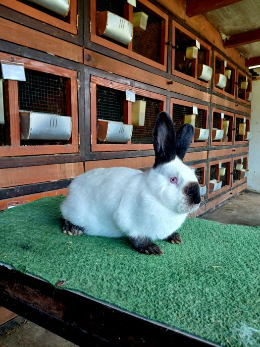 Iepuri de rasă Californian